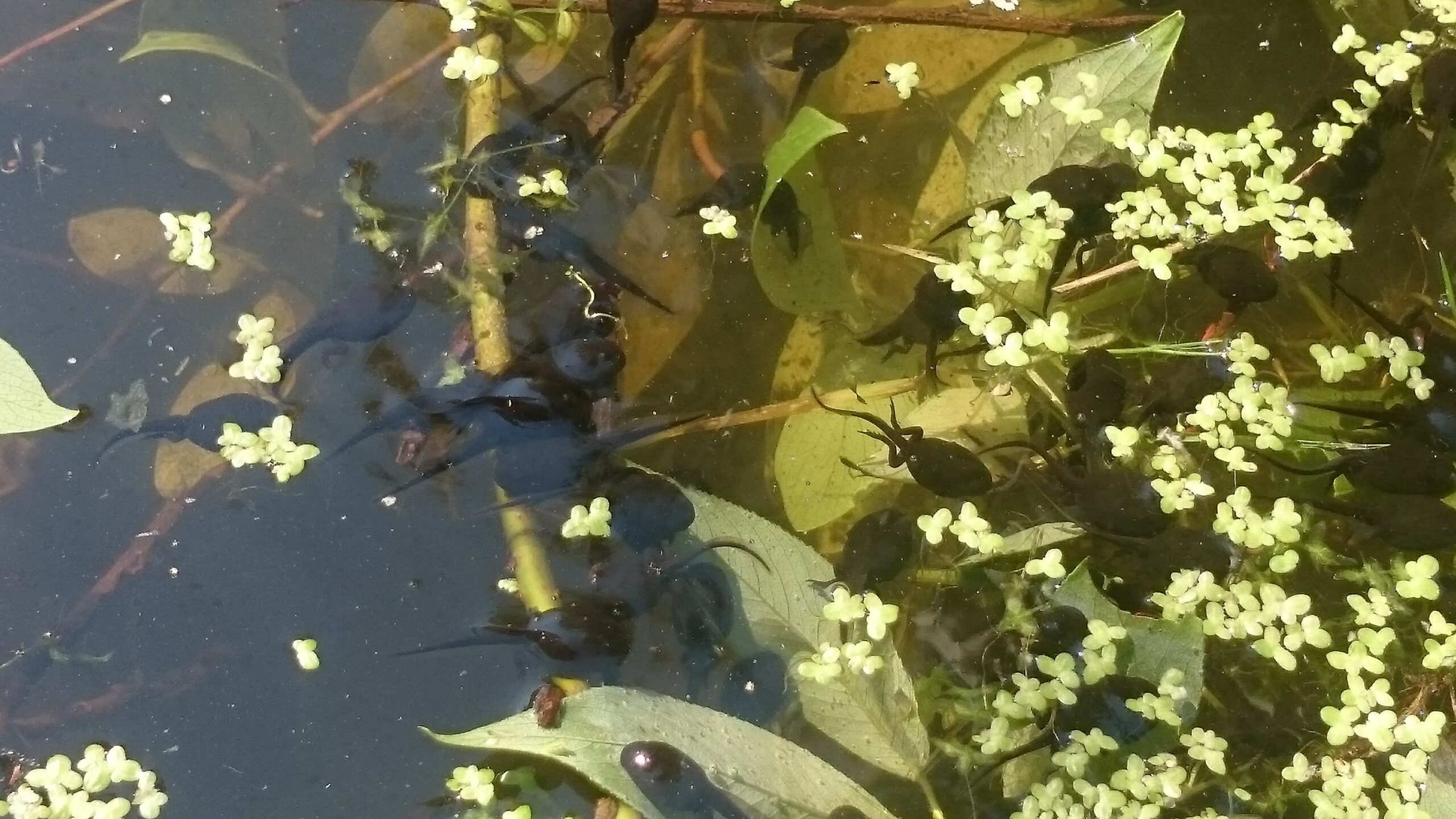 Kooguga kaev ja kuivkäimla